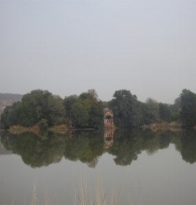 Owl Image