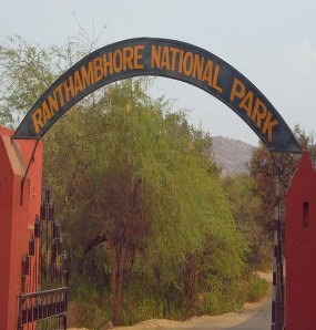 Owl Image