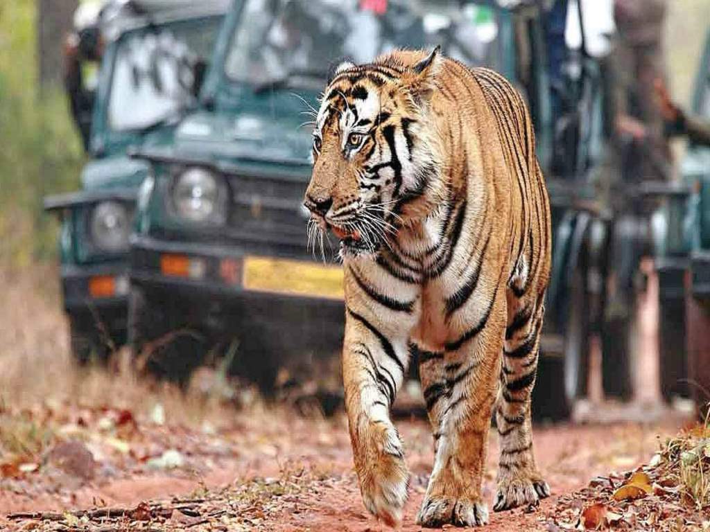 White Mushroom Ranthambore Where History Meets Wildlife